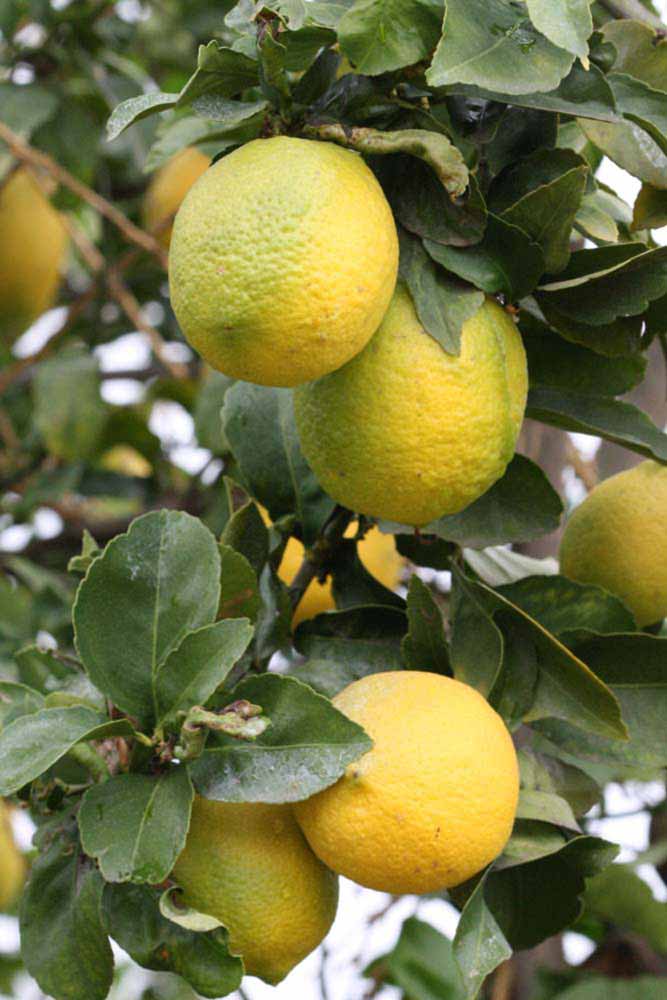              Fruit (Riverside, CA)       